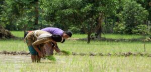 PM Kisan Yojana