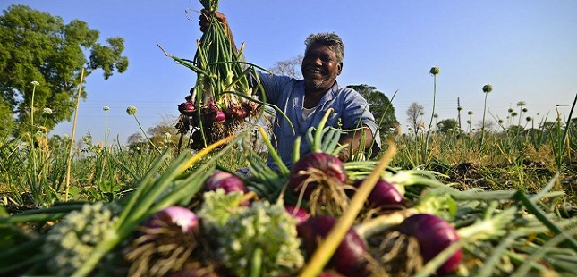 Chief Minister onion incentive scheme