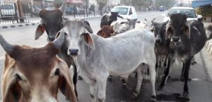 gaushala yojana in up