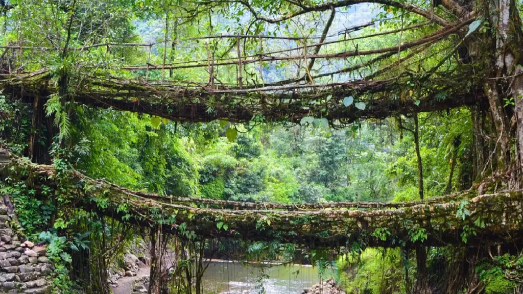Top 10 Natural Wonders in India चौंक जाएंगे जब आप देखेंगे इन 10 अद्भुत स्थलों को 7 Living Root Twin Bridges, Meghalaya
